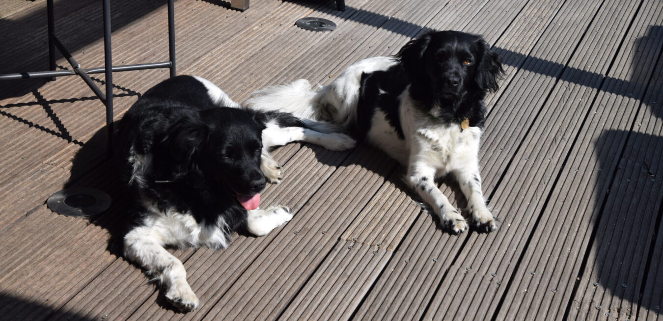 Kennel Uut Koentjes Huus