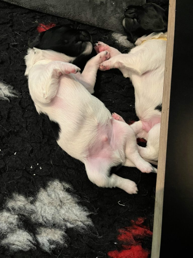 Zo lief, zo gebroederlijk